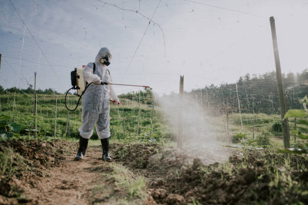Best Local Pest Control Services  in Fort Oglethorpe, GA