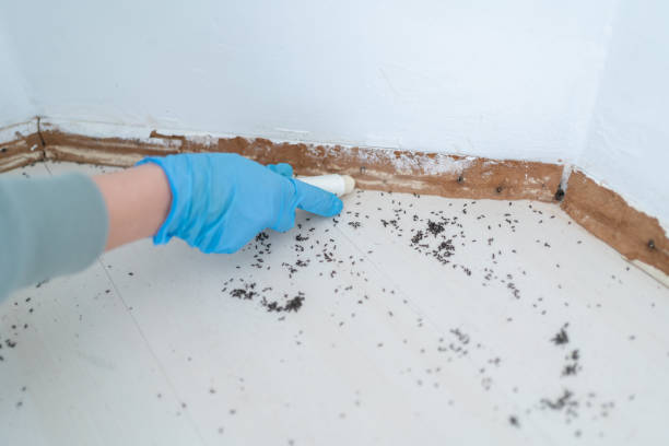 Best Affordable Pest Control Services  in Fort Oglethorpe, GA